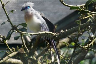 Coua cristata - Spitzschopf-Seidenkuckuck (Spitzschopfcoua, Hauben-Seidenkuckuck)